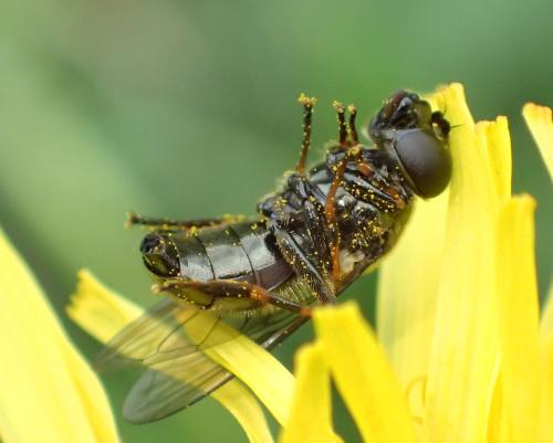Réf. 334 874 : Cheilosia sp.